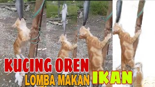 Download lagu kucing oren barbar!lomba makan ikan lele mp3 Download lagu kucing oren barbar!lomba makan ikan lele mp3