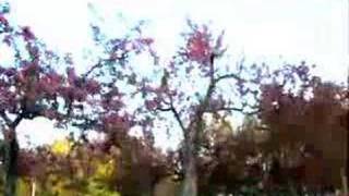 Rivers Cuomo - Lover In The Snow Music Video