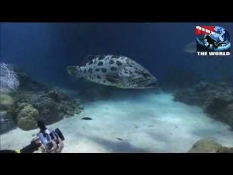 Great Barrier Reef scuba diving Australia video: Ribbon Reefs/Cod Hole with huge potato cod.