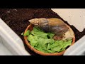 Giant African Land Snail eats lettuce || TIME-LAPSE