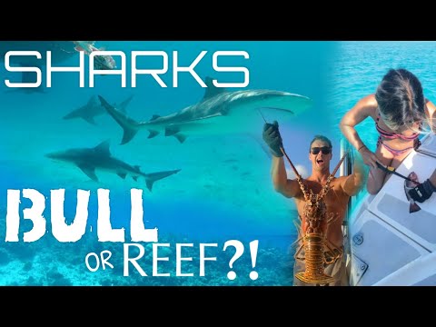 We’re SURROUNDED BY SHARKS in the Bahamas! - Ep 25