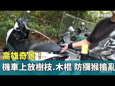 高雄奇景！　機車上放樹枝.木棍　防獼猴搗亂