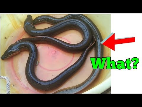 download lagu mp3 mp4 Kushiya, download mp3 Kushiya free download, download mp3 Kushiya