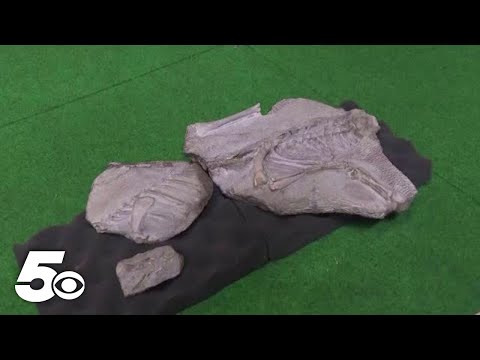 Novas espécies de dinossauros descobertas na Tailândia