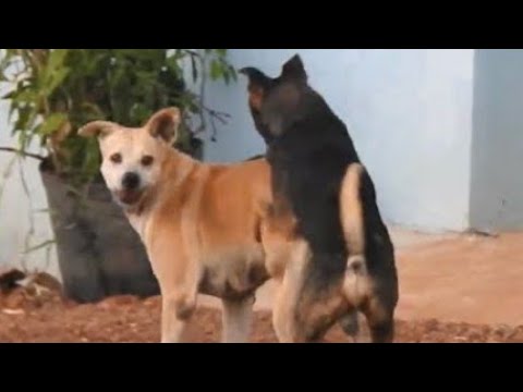 February 5, 2023Village Dogs trying to meeting look so happy