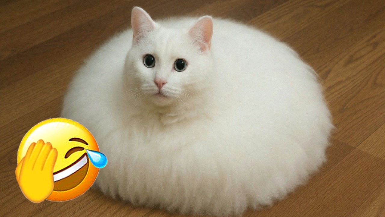Hilarious Cats 😎 Fluffy White Cat Looks Like A Perfect Circle | Funny Cat Surprises