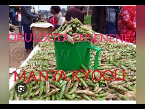 OKULOOTA ENSENENE (DREAM ABOUT GRASS HOPPERS)