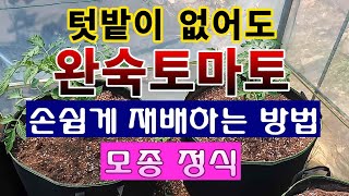 [텃밭농부 1,457]  텃밭이 없어도 완숙토마토를 손쉽게 재배하는 방법 #토마토재배