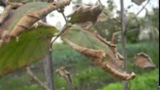 Chico Buarque - Baticum