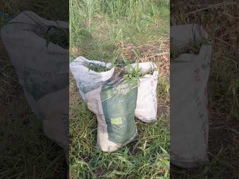 #paraiba #vidanaroça #sítio