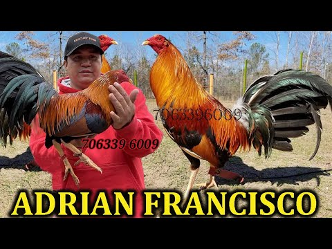 Adrian Francisco - Beautiful Birds Red Cliff Farm Visit Georgia USA