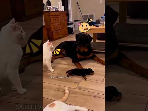 என்னடா இதான் நீ புள்ள வளக்குற லட்சனமா வெட்கமா இல்ல#catshorts#dogreaction#comedy#trendingshorts