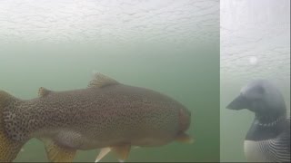 Common Loon attacks Rainbow Trout