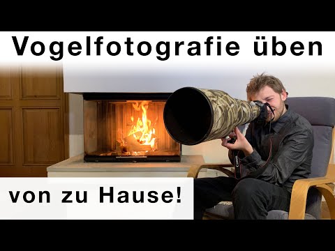 No subjects? How to become a better bird photographer - even from home!