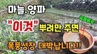 마늘.양파 첫웃거름주기전 이것 뿌려주면 마늘양파를 굵게키울수있고 폭풍성장 대박납니다 석회고토사용법 토양살충제