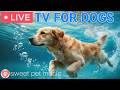 🔴24 Hours of Dog TV🎵🐶Calming Music for Dog Sleep🐾🩷Soothing Music for Dogs with Stress and Deep Relax