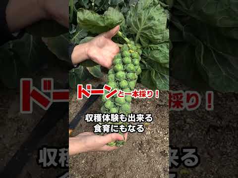芽キャベツの保存方法:これが最も長持ちする方法です 植物