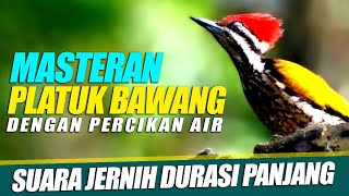 Download lagu Masteran PLATUK BAWANG Suara Jernih dengan suara air mengalir mp3 Download lagu Masteran PLATUK BAWANG Suara Jernih dengan suara air mengalir mp3