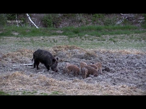 Om vildsvin & vildsvinsjakt | Jaktkunskap del 1