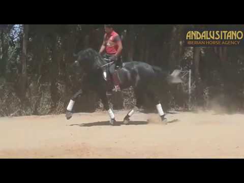 Super moving PRE stallion born 2015