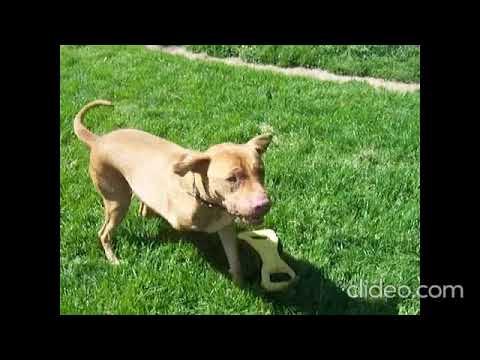 Buster, an adoptable Pit Bull Terrier & Labrador Retriever Mix in Siler City, NC_image-1