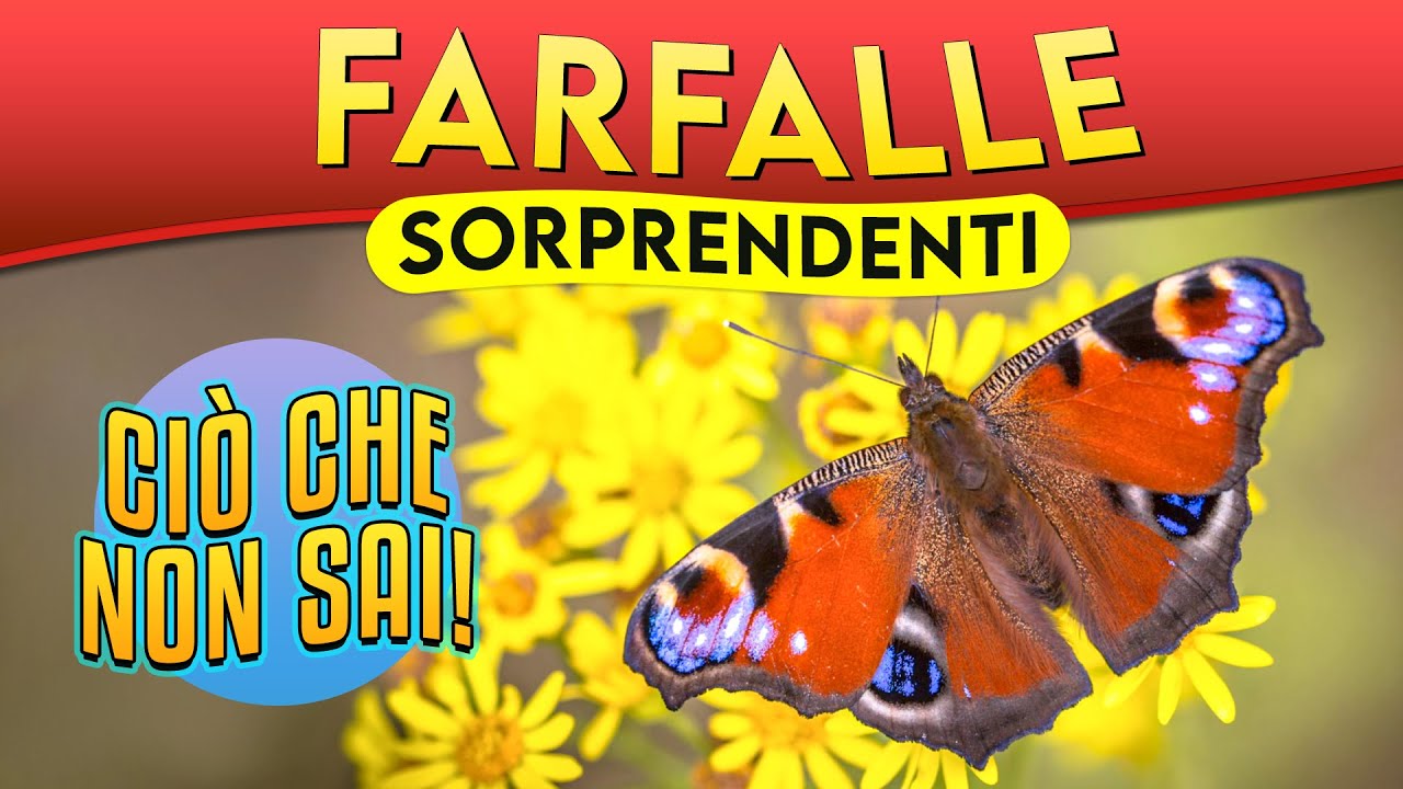 Sorprendenti farfalle, ciò che non sai! ? Puntata 5