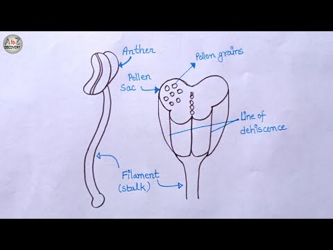 How To Draw Anther and Filament, Cross Section Of Anther, Drawing Stamen