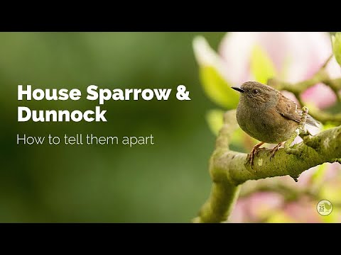 BTO Garden BirdWatch - Telling apart House Sparrow and Dunnock