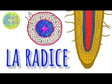 LA RADICE (Subtitles in 10 languages) #laradice #videolezioni #lezionidiscienze