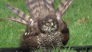 Sparrowhawk adopts bird-bath!