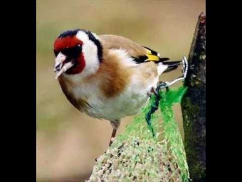 Đurđica Barlović - MATIJA