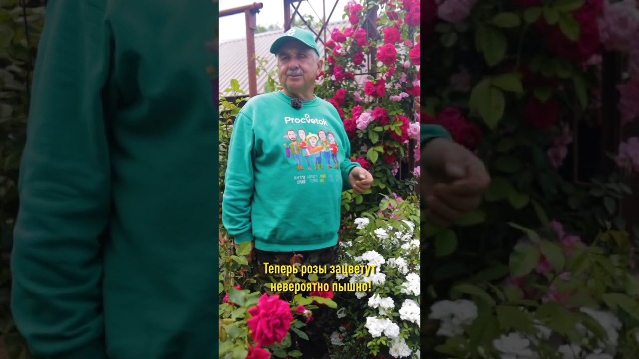 Розы будут цвести невероятно пышно и долго! Как продлить цветение роз