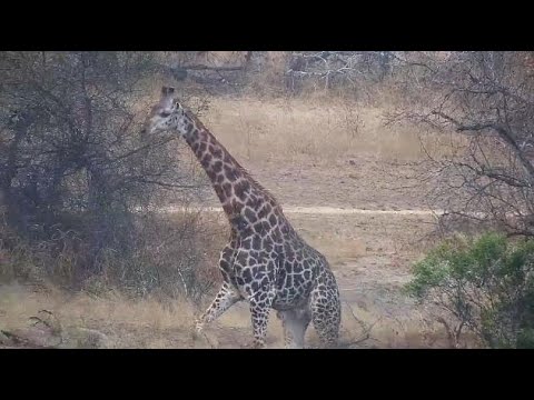 Djuma: Lone Giraffe feeding and drinking from the dam-Pt:2 - 13:05 - 08/31/20