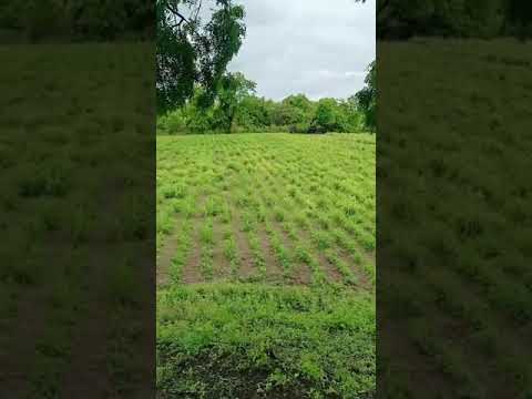 Natural Green Apple Fragrance