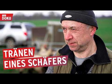 Wölfe, Wut und Weidezäune - Tränen eines Schäfers | rbb24 Reportage