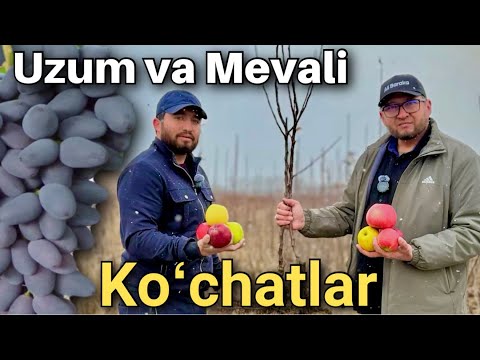 GIGANT Sug‘diyona uzum ko‘chatlari Samarqandda. Giloslarning eng zo‘r navlari arzon NARXLARDA.