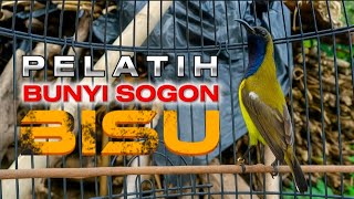 Download lagu 🔴 YANG DI CARI‼️ MENGATASI SOGON BISU AMPUH BANGET UNTUK MEMANCING BUNYI #sogon #sogongacor  mp3