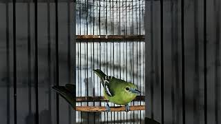 Download lagu Burung ssirtu cipoh full isian #shorts #kicaumania #sirtugacor #burung mp3