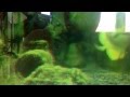 Fish Tank Gang The Movie Dirty Tank Scene