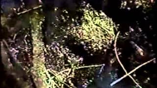 Rain Tree Crow "Blackwater"