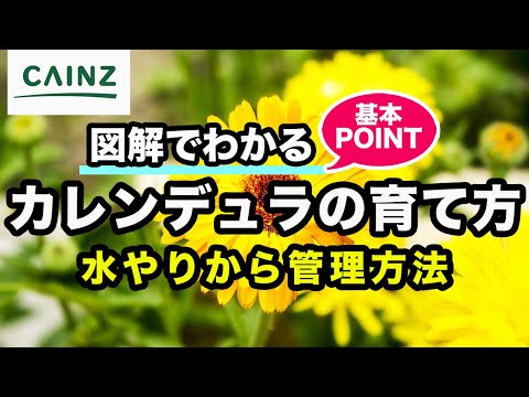 園芸 庭のキンレンカ、大型のキンレンカ