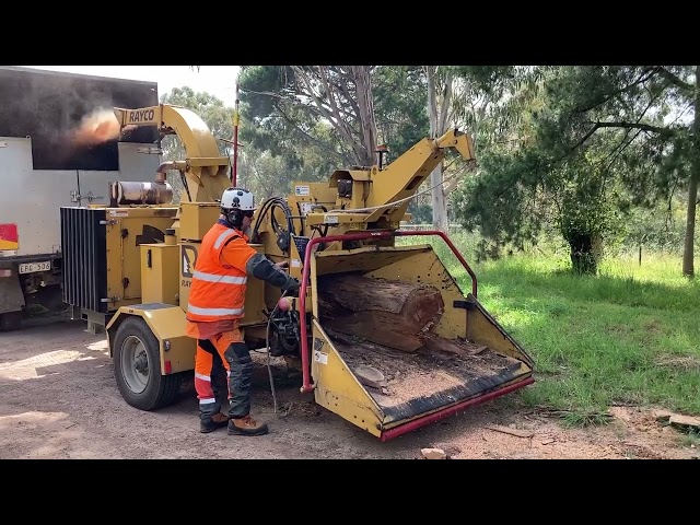 Regal Trees Pty Ltd