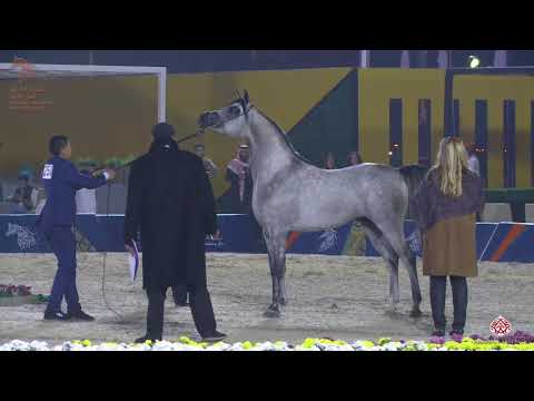 N 250 D FAKHR   Asharqia Arabian Horse Classic 2020   Colts 3 Years Old Class 9