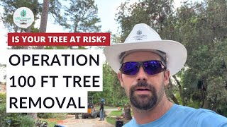 Operation BIG TREE Removal | How to Cut Down Large Pine Trees SAFELY?