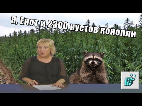 Три медведя и марихуана Три медведя и марихуана чем опасен спайс для подростков