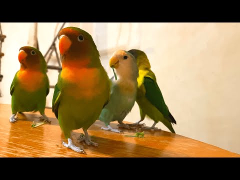 Bird sounds for lonely lovebirds (Eating, Singing & Chirping Sounds)