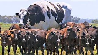 15 Abnormally Large Animals That Actually Exist Video