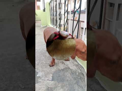 INDIAN TRADITIONAL FESTIVAL..iscelebrated like this😍🐕#happyugadi2023 #petsoftheday#subscribe#pawpaw