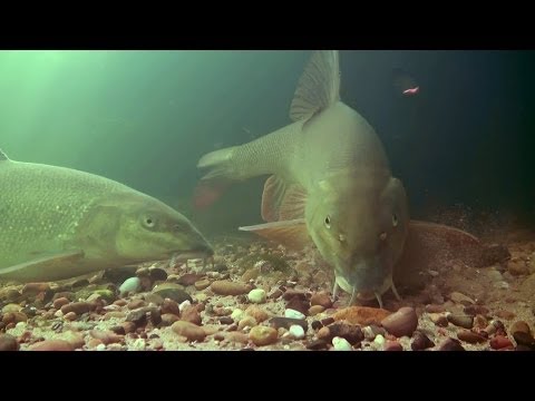 Caught In The Act - "In The Clear" Summer Barbel