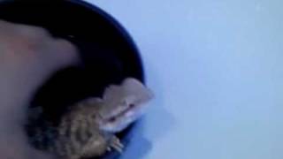 Shorty feat Alexander Marcus Papaya